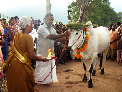 Jallikattu, Jallikattu ban, Jallikattu game, what is Jallikattu, Jallikattu culture, Jallikattu history, News, Tamil Nadu
